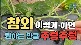 참외)) 야무지게 잘 자라고 있어요! 👉1차, 2차 순치기(2가지방법)// 6/4~6/15