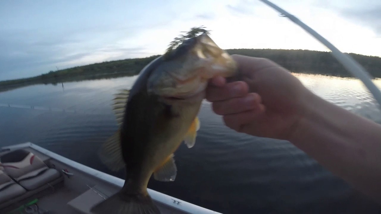 Bass on frogs! - YouTube