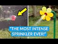 Intense dancing flower sprinkler crazy daisy