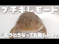 ブチギレばじぇおと記事になった話 ブチギレばじぇおと記事になった話