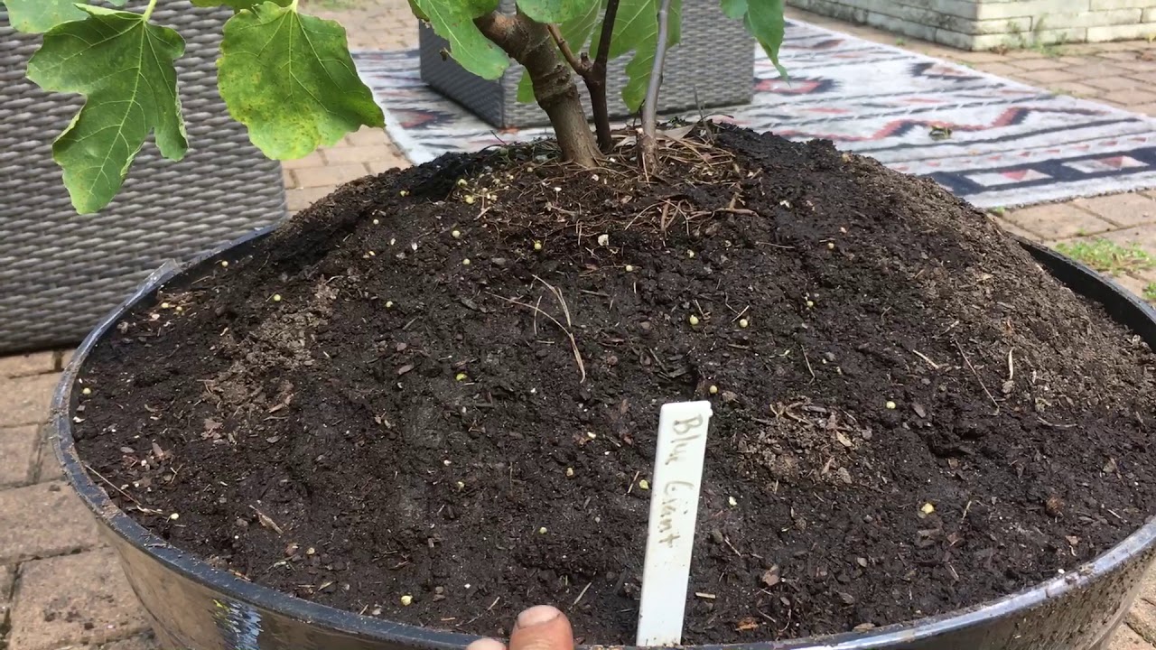 Best way to grow figs in NJ or a cold winter climate YouTube