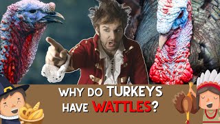 Why do Turkeys have Wattles? | Pirate Show for Kids!