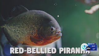 Interview: Chris Davis from the ZoOceanarium on what to expect at Syracuse's new aquarium