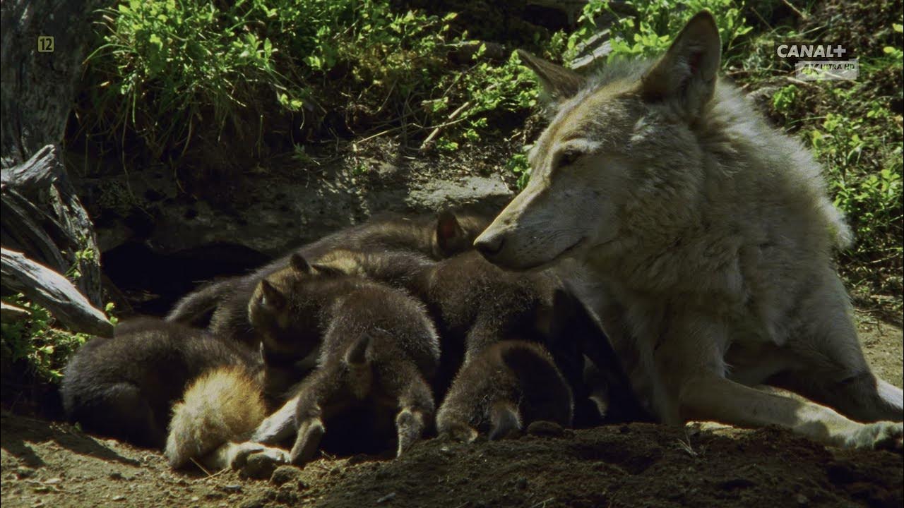 стая волков сумерки. северный волк фото. Timber wolf tc. волк летом. царство волков.