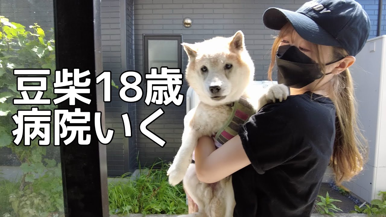 豆柴】老犬18歳まる。病院へ行くVLOG 【青森】 - YouTube