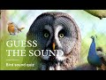 Guess the Bird | Guess the Sound | Bird Quiz
