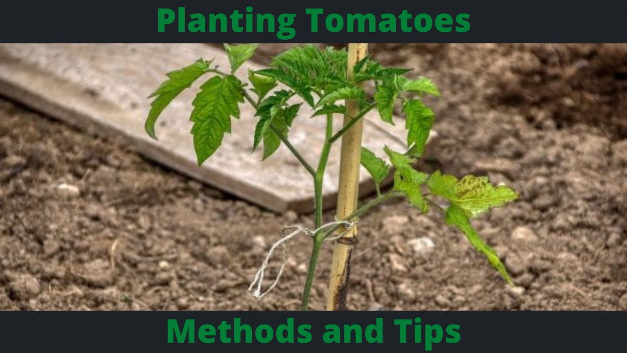 Planting Tomatoes - Method and Tips - YouTube