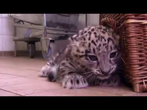 Video: Pet Scoop: Leopard Cubs Debüt im Berliner Zoo, Husky trifft sich 5 Jahre später mit dem Besitzer