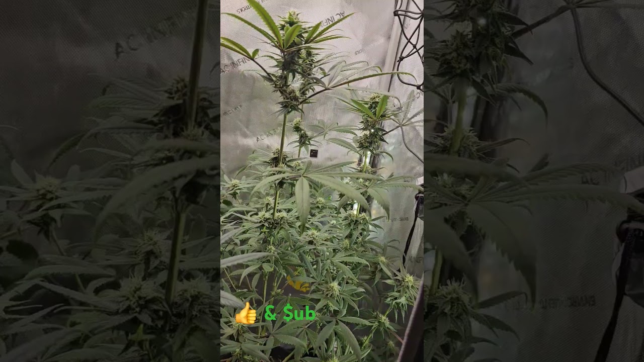 Growing Cannabis Catalina Wine Mixer & Lemon Frosting 