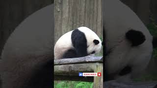 funny panda cute panda