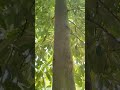 nutmeg tree #nutmeg #tree