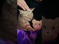 🧿😘 #cat #pets #trending #viralvideo #shortvideo #shortsfeed