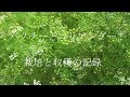 パクチーとコリアンダー！栽培と収穫の記録 Phakchi and Coriander ! Record of growth and harvest