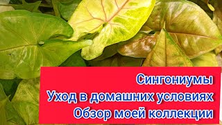 Сингониумы. Уход и размножение в домашних условиях. Обзор моей коллекции