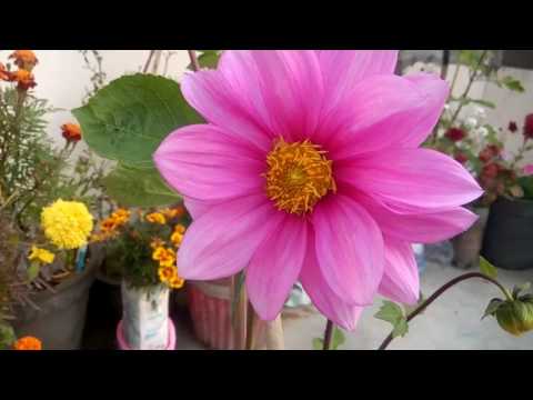 252 how to care dahlia plant hindi urdu 19 1 17 youtube