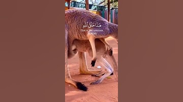 هذا خلق الله | سورة لقمان الا یة۱۱ ||❤️☝️