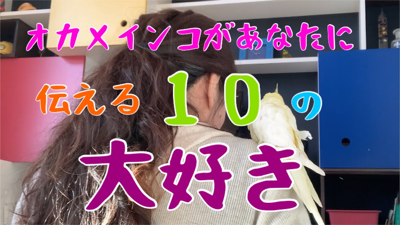 オカメインコがあなたに伝える１０の 大好き って愛情表現と行動 Youtube