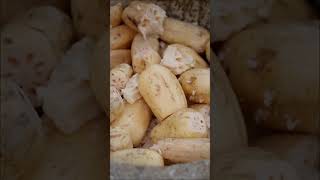 Player Profile From Field to Table: The Journey of a Lotus Root Set I Chinese Lifestyle