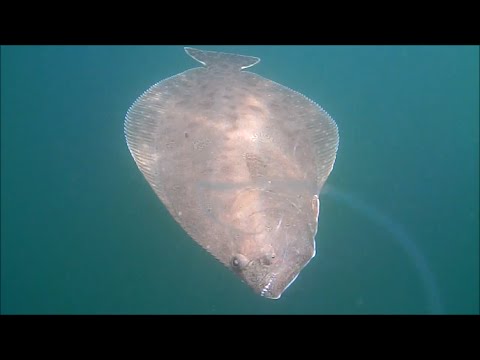 Revealing Flounder/Fluke Fishing with Live Bait Underwater View! 