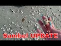 Sanibel &amp; SWFL- UPDATE 1/25/23 - Mosquitos, South Seas Resort