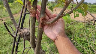 result and care of successful grafted ber plant /बेर कलम का सफल परिणाम और देखभाल की जानकारी