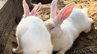 Relaxing ASMR Bird Sounds: Gentle Chirps, Tweets, and Nature Whispers for Sleep & Stress Relief screenshot 1