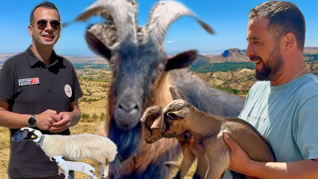 ALPİN KEÇİMİZ İKİZ DOĞUM YAPTI / KAYMAKAM EMRAH ASLAN’DAN DAĞDAYAŞAM AİLEMİZE ZİYARET /  İLK KUZUMUZ