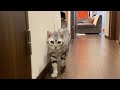 ごはんが貰えず必死についてくる猫がこちらです