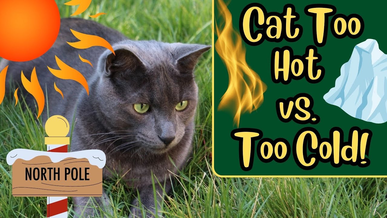 How Do Cats Regulate Their Body Temperature? YouTube