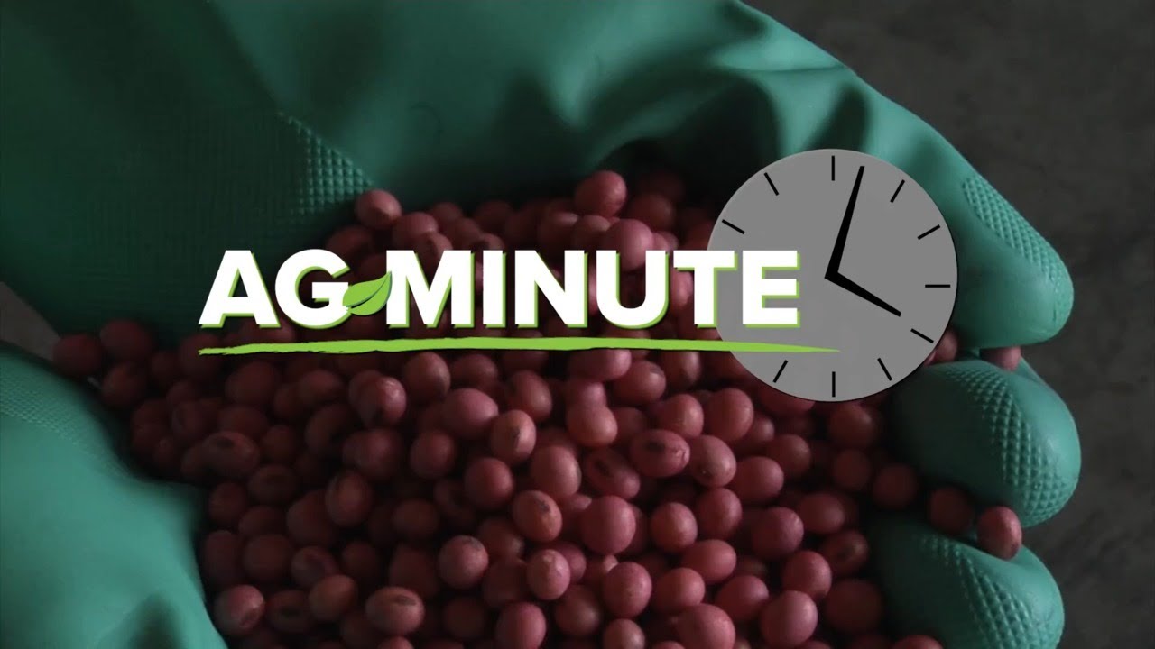 Ag minute 995 why do farmers plant red soybeans air date 3 15 20