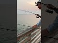 BEST CASE SCENARIO!  Pier Fishing #fishingtechniques #pierfishing #fishing