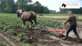 Belgian Draft Horses : horse powered earthing up potatoes