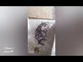 حاله واتس موسي سام القوه الصحاب عطلانه على ايه الكلاب سعرانه على ايه 