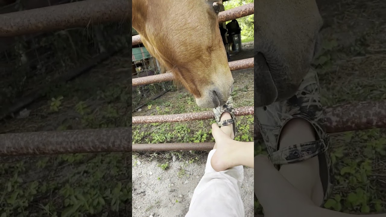 Playful Horse Loves to Steal Shoes!