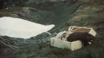Parachuting beavers: Archive footage shows kooky 40s project, USA