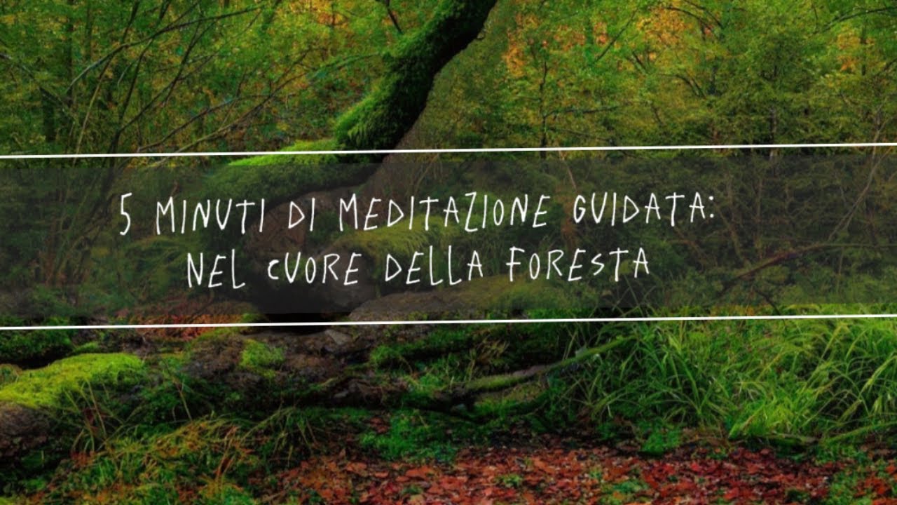 5 minuti di meditazione guidata nel cuore della foresta - YouTube