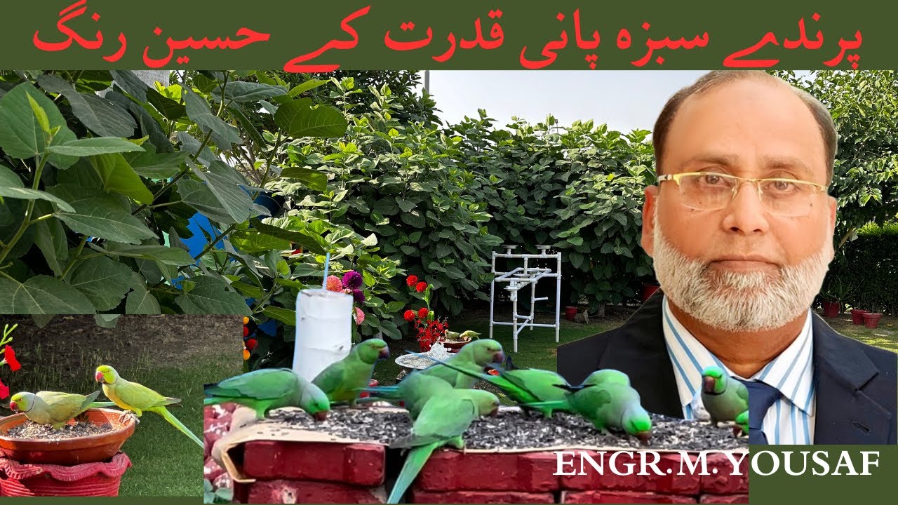 Birds | wild birds in my lawn |