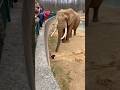 Elephant Uses His Trunk to Rescue a Fallen Cat😍😍😍 #catsoftiktok #cute #viral #fyp #cat