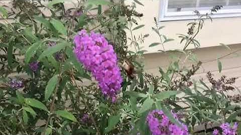 Hummingbird moth, slow motion video