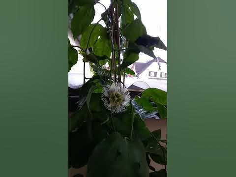 Exotische Pflanzen Papaya Pflanzen Maracuja Pflanzen Kaffeepflanzen 