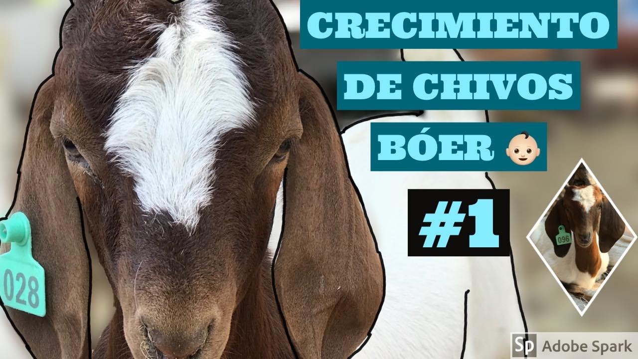 ¡CHIVOS BOER CRECIMIENTO DE SEMENTAL Y HEMBRAS DE 5 MESES!