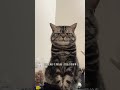 Is Your Cat Dreaming or Commentating? Uncover the Truth