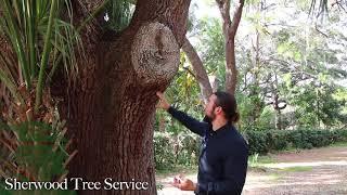 Sherwood Tree Service - Southern Live Oak & Laurel Oak Trees