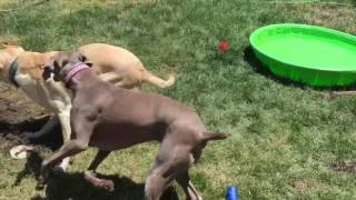 Yellow Lab & Silver Weimaraner Playing in Kiddie Pool