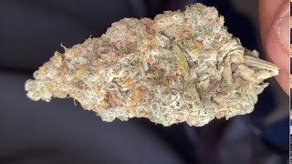 Daily Biscotti by Keen Cannabis | Review