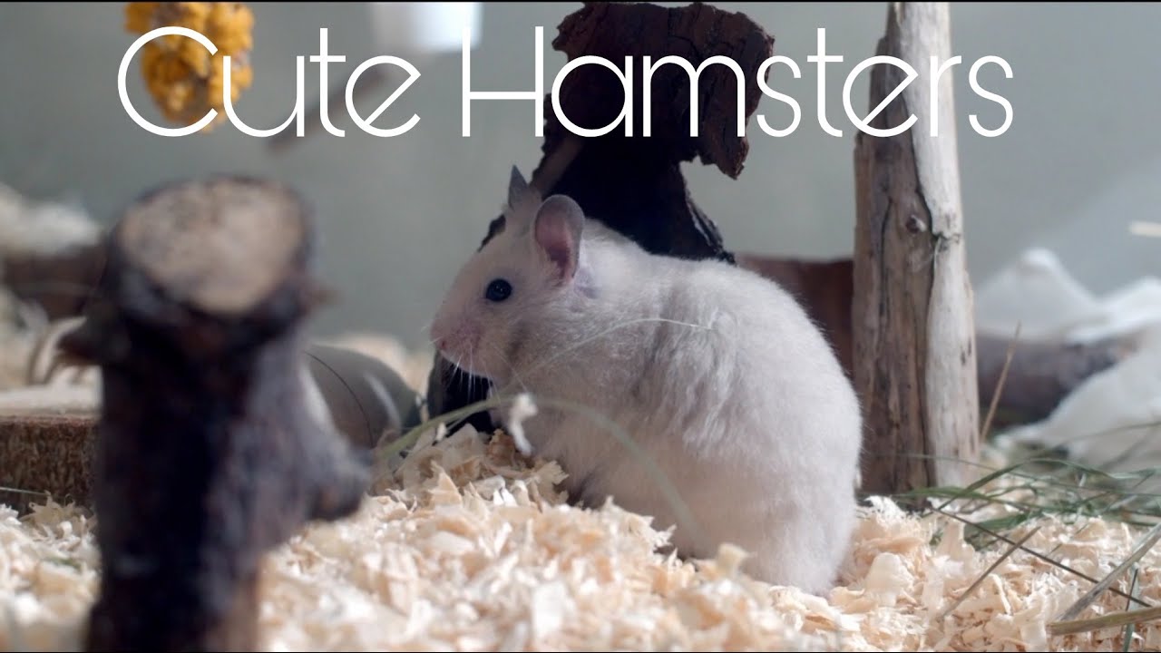 Cute Funny Fluffy Hamsters