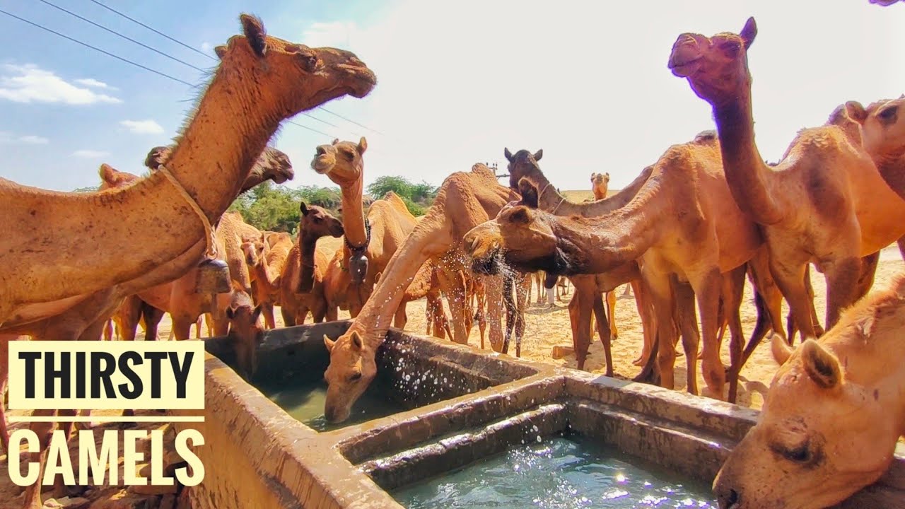 38 Thirsty Camels Drinks 42540 Litter water Camels Water For