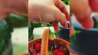 MASTER WORKER! THE PROCESS OF PEELING RARE MELON WITH JUMBO KNIFE!