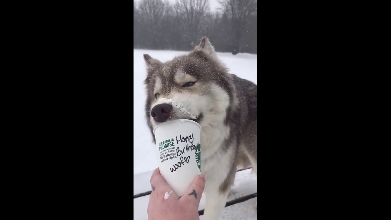 rumble video upload Puppachino and a Winter storm.