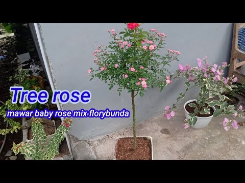 Video: Mawar Mini Dari Anemonella